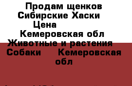 Продам щенков Сибирские Хаски  › Цена ­ 20 000 - Кемеровская обл. Животные и растения » Собаки   . Кемеровская обл.